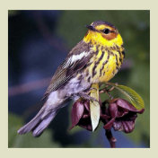 Cape May Warbler Bird Lovers