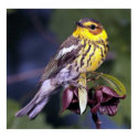 Cape May Warbler Bird Lovers posters by WildByDezign Cape May Warbler Bird Lovers posters