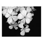 Cape plumbago invitations
