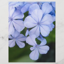 Cape plumbago flyer design