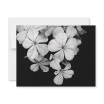 Cape plumbago invitations