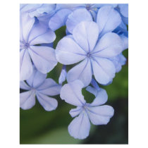 Cape plumbago letterhead design