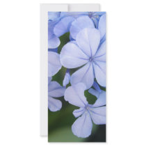 Cape plumbago custom rack cards