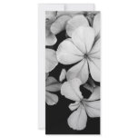 Cape plumbago rack cards
