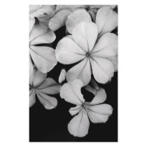 Cape plumbago stationery