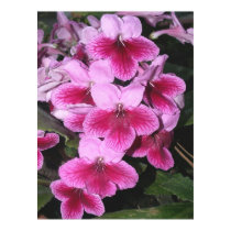 Cape Primrose Avalanche posters by Glaucidium Cape Primrose Avalanche posters