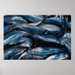 Capelin fish, Nova Scotia, Canada Poster