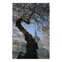 Capitol Cherry Tree posters by captainifr Capitol Cherry Tree posters
