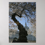 Capitol Cherry Tree Print