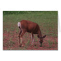 Capitol Reef National Park, UT cards by sumiko Capitol Reef National Park, UT cards