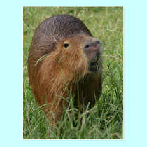 Caplin Rous eating Grass postcards