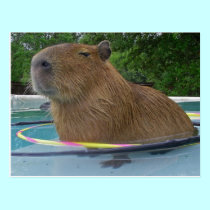 Caplin Rous with Hoola Hoops postcards