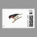capped robin