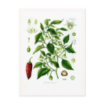 Capsicum annuum (cayenne pepper) postcard