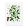 Capsicum annuum (cayenne pepper) postcard