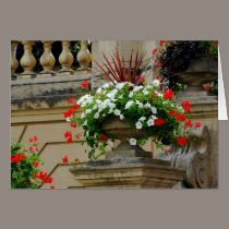 Captain's Square Flowers cards