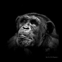 "Captive Exposure" Wildlife Chimp Artwork Portrait posters