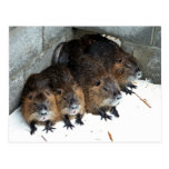 Captive Nutria at Blackwater National Wildlife Ref Postcards