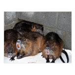Captive Nutria at Blackwater National Wildlife Ref Postcards