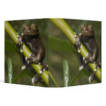 Captive Tapichalaca Tree Frog Hyloscirtus 2 3 Ring Binders