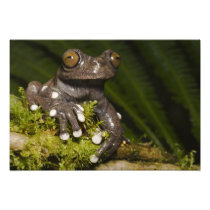 Captive Tapichalaca Tree Frog Hyloscirtus 2