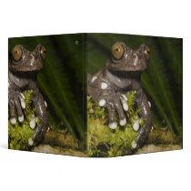 Captive Tapichalaca Tree Frog Hyloscirtus 3 Binders