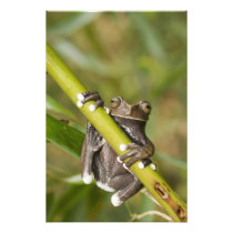 Captive Tapichalaca Tree Frog Hyloscirtus