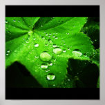 Capture the rain print