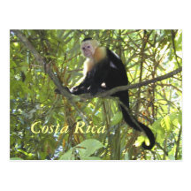 Capuchin Monkey Costa Rica Postcard