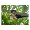 Post thumbnail of Clever Little Monkeys For Amputee War Veterans