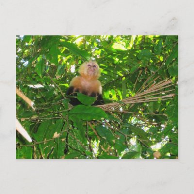 White Faced Capuchin Monkey For Sale