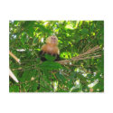 Capuchin Monkey - Manuel Antonio Park, Costa Rica postcards