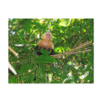Capuchin Monkey - Manuel Antonio Park, Costa Rica postcards by colinbowman Capuchin Monkey - Manuel Antonio Park, Costa Rica postcards