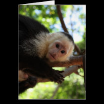 Capuchin Monkey Notecard cards