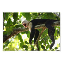 Capuchin Monkey Photo Print