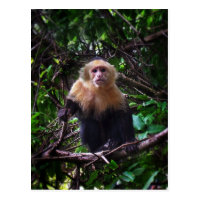 Capuchin Monkey Postcard