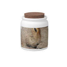 Capybara  Candy Jar