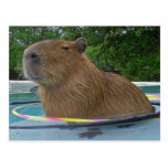 Capybara de la piscina postal