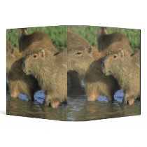 Capybara, Hydrochaeris hydrochaeris), world's Vinyl Binders