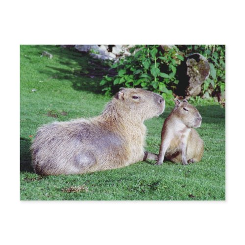 Capybara Mom and Son Postcard postcard