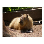 Capybara Post Card