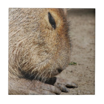 Capybara Tile