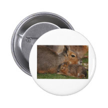 Capybaras Pinback Buttons