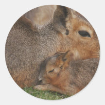 Capybaras Round Stickers