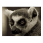 cara del lemur tarjeta postal