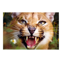 Caracal Hissing posters