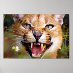 Caracal Hissing posters