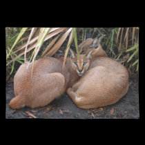 CaracalBCR006 placemats