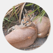 CaracalBCR018 Sticker
