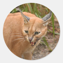 CaracalBCR038 Round Sticker